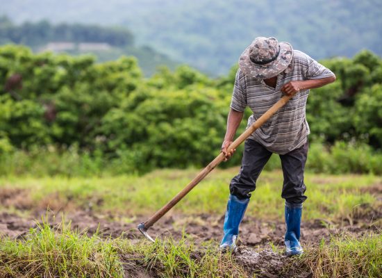 A male farmer who is using a shovel to dig the soil in his rice fields.